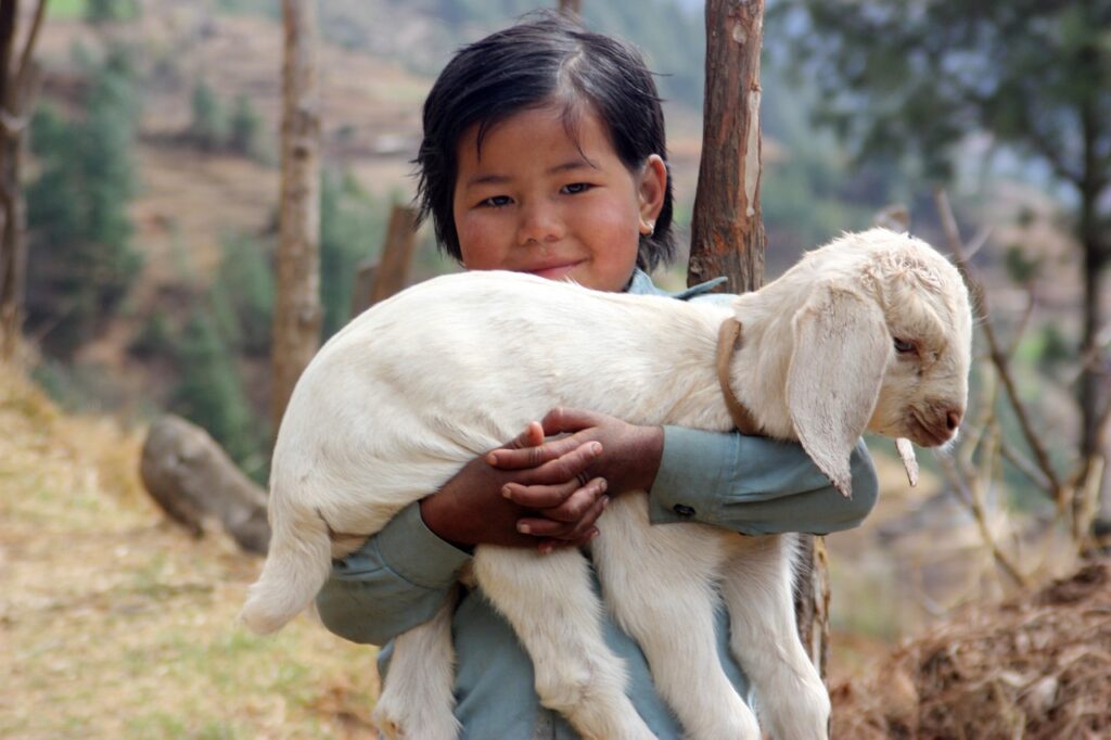 nepal, lamb, sherpa-1504853.jpg